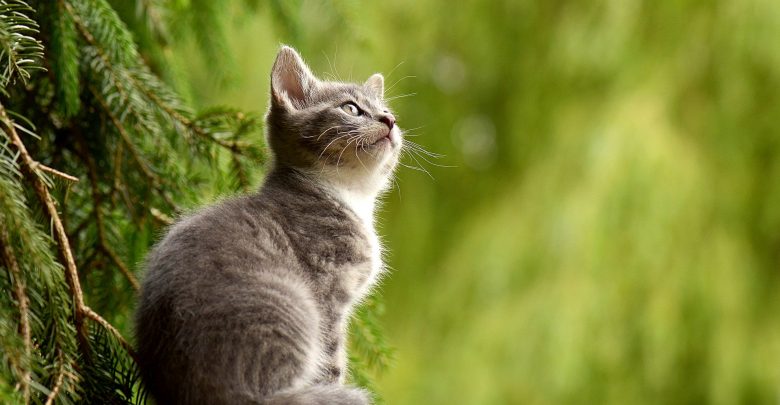 Zabili kota sąsiadki, bo zjadł im wędlinę (fot.poglądowe/www.pixabay.com)
