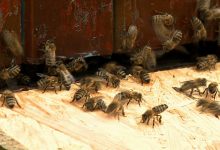 Katowice: 40 tysięcy pszczół na dachu NOSPR!