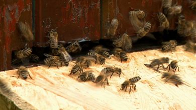 Katowice: 40 tysięcy pszczół na dachu NOSPR!