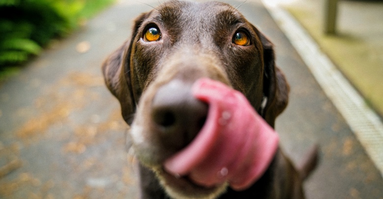 Masz psa i mieszkasz w Rudzie Śląskiej? Zaczipuj go za darmo! [Lista weterynarzy] (fot. unsplash.com)