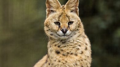 Słodka kicia? Śląskie ZOO w Chorzowie ma nowego mieszkańca. Afromeda przyjechała z Czech