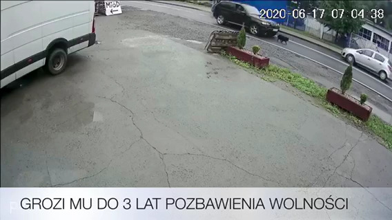 Wjechał z impetem w psa [WIDEO] Kierowca BMW odpowie za znęcanie się nad zwierzęciem (fot.policja.pl)