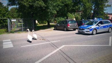 Piekary Śląskie: Stawiały opór na środku drogi. Łabędzia rodzina "zatrzymana" przez policjantów (fot.Śląska Policja)