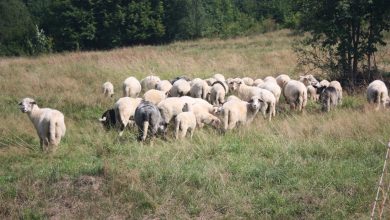 Śląskie: Niedźwiedzie i wilki atakują gospodarstwa na południu regionu [FOTO]