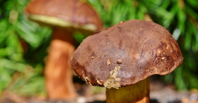 Czy warto jeść grzyby? (fot. pixabay.com)