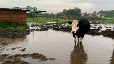 Przystań Ocalenie w Ćwiklicach niedaleko Pszczyny, w której schronienie znajdują zwierzęta uratowane przed rzeźnią, w drugiej połowie czerwca została zalana przez intensywne deszcze