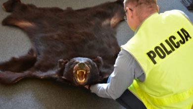 Ile można dostać za skórę z niedźwiedzia? Nawet 5 lat! (foto.policja)