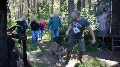 Uciekł z pumą. Policja z Zawiercia wydała oświadczenie