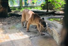 Puma Nubia znajduje się już w chorzowskim zoo. [fot. Łukasz Litewka FACEBOOK]