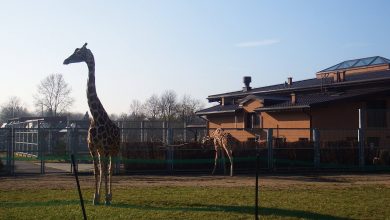 Śląskie ZOO ostrzega przed kleszczami, bo ludzie wypróżniają się w krzakach. Fot. Śląski Ogród Zoologiczny