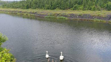 Dwa dorosłe łabędzie i siedem młodych. Ptasia rodzina przechadzały się po drodze w Bytomiu (fot. UM Bytom)