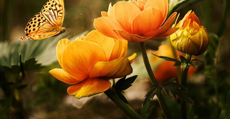 Masz niepotrzebny kwiatek? Wymień go na inny w Bytomiu. Fot. poglądowe pixabay.com