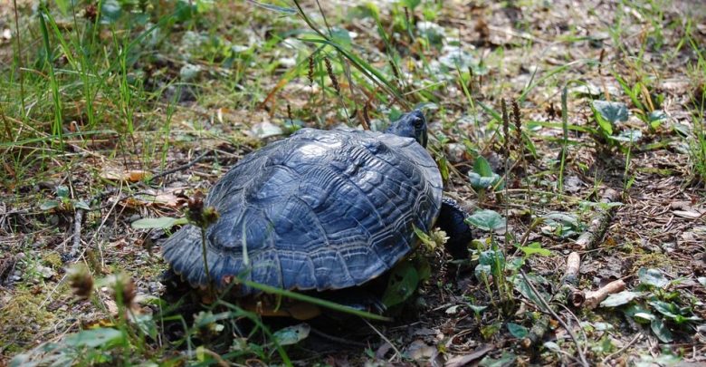 Drapieżny żółw z USA złapany w Polsce! [ZDJĘCIA]. Fot. FB/Nadleśnictwo Suwałki