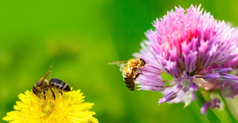Wiedzieliście, że bez pszczół przeżyjemy najwyżej 4 lata? (fot.Ministerstwo Środowiska)