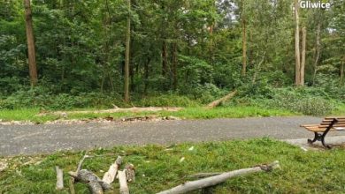 Tragedia na osiedlu Kopernika w Gliwicach. Drzewo przygniotło kobietę, przechodzącą deptakiem w rejonie ulicy Toszeckiej! (fot. KMP Gliwice)