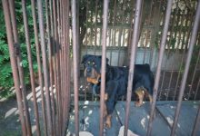 Rottweiler Rambo znalazł dom dzięki policji. Fot. Śląska Policja