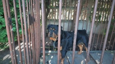 Rottweiler Rambo znalazł dom dzięki policji. Fot. Śląska Policja