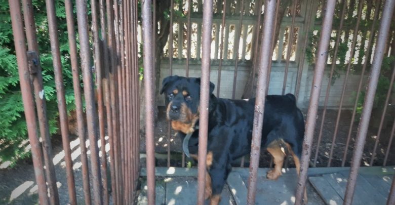 Rottweiler Rambo znalazł dom dzięki policji. Fot. Śląska Policja