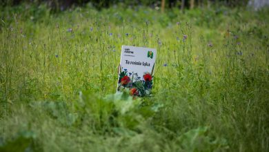 W Bielsku-Białej powstaną kolejne łąki kwietne. Fot. UM w Bielsku-Białej