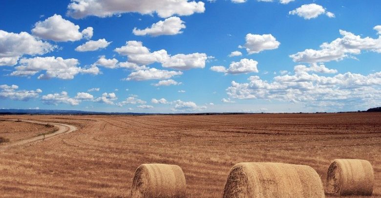 Spis rolny – kogo obejmuje? Powszechny Spis Rolny rusza 1 września (fot.poglądowe/www.pixabay.com)