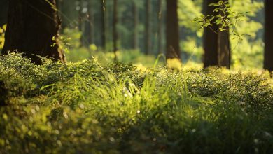 Park Piny w Tarnowskich Górach może odzyskać dawny blask. [fot. poglądowa / www.pixabay.com]