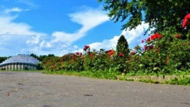 Park Śląski. Nowoczesne nawierzchnie Alei Różanej (fot. silesia.info.pl)