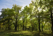 Sosnowiec: Nowy park w Zagórzu. Geodeci wyznaczyli granice (fot.GZM)