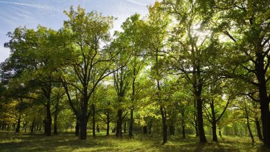 Sosnowiec: Nowy park w Zagórzu. Geodeci wyznaczyli granice (fot.GZM)