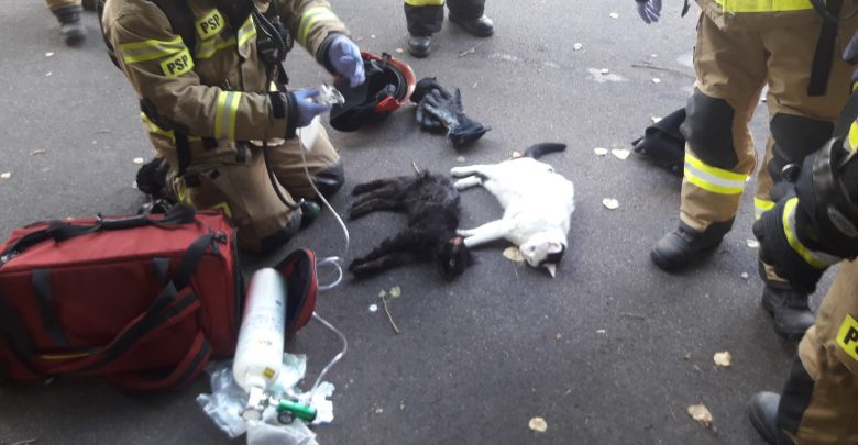 "Ratujemy zawsze i wszędzie!" - strażacy uratowali z pożaru dwa koty. [fot. KM PSP w Gdyni]
