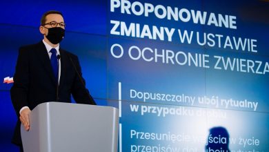 Zmiany w ustawie o ochronie zwierząt. Premier podał szczegóły (fot.premier.gov.pl)