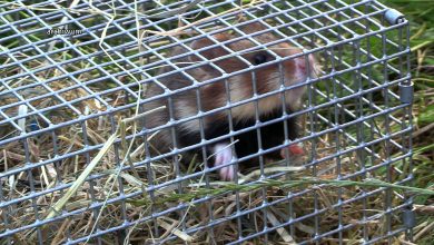 Jaworzno ma kolejny pomnik chomika. Na rynku odsłonięto drugą już taką figurkę. Jest odlana z brązu i waży ok. 20 kg