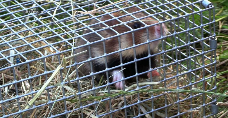 Jaworzno ma kolejny pomnik chomika. Na rynku odsłonięto drugą już taką figurkę. Jest odlana z brązu i waży ok. 20 kg