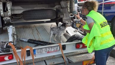 Przemycał narkotyki w ramie auta. W jego zatrzymaniu pomógł Edek (fot.Policja Pomorska)