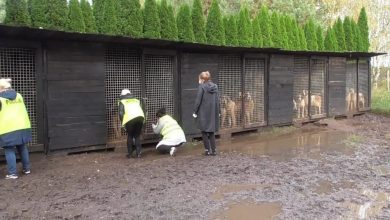 Pseudohodowla psów zlikwidowana. 70 zwierząt przebywało w tragicznych warunkach (fot.Policja Opolska)