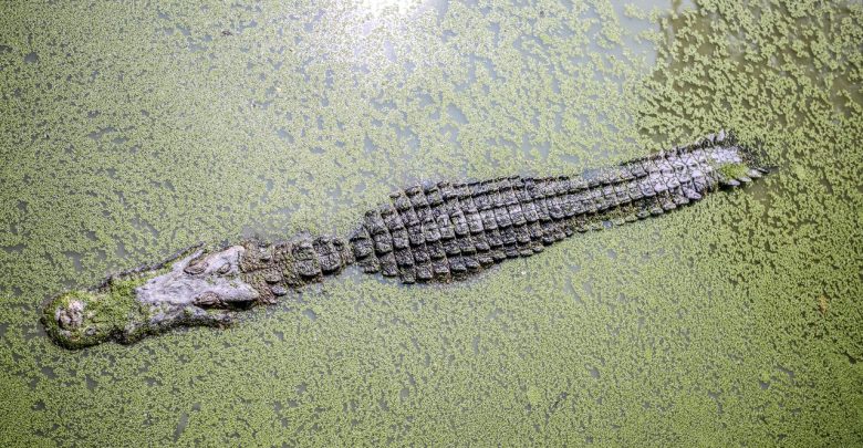 Aligator pojawił się w Odrze! Gada jeszcze nie udało się schwytać (fot.pexels.com)