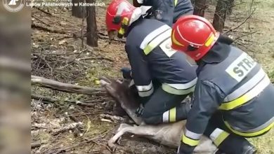 Strażak uratował daniela, który zaplątał się w śmieciach [WIDEO]