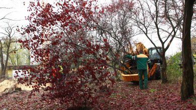 Mimo tego, że nie było to łatwym zadaniem zdecydowano, że 31 drzew zostanie przesadzonych, a nie wyciętych. Zasilą drzewostan m.in. okolicznych skwerów. [fot. Arkadiusz Chęciński Facebook]