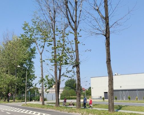 Bytom: Drzewa przy ul. Narutowicza zagrażają pieszym i kierowcom. Konieczna jest wycinka (fot.UM Bytom)