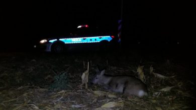 Gliwiccy policjanci zaopiekowali się potrąconą "Baśką" (fot.Policja Gliwice)