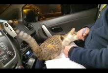 Śląskie: Policjanci na patrolu przygarnęli kotka i nici z wypisywania mandatów ;) (fot.KWP Katowice)