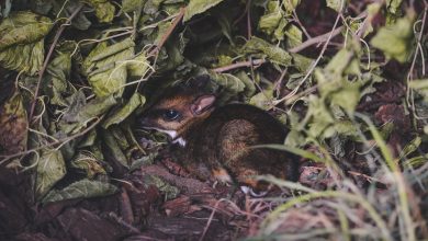 W ZOO urodził się myszojeleń. Wymyśl dla niego imię. Fot. FB/ZOO Wrocław