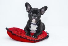 Wybór smyczy i legowiska dla psa foto. https://pixabay.com/pl/service/license