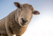 Owce na Śląsku mają się dobrze. Marszałkowski program Owca Plus rozpisany do 2027 roku (fot.pixabay.com)
