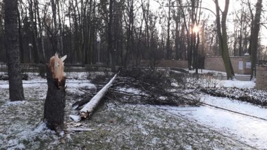 Do znacznie groźniejszej sytuacji doszło 3 października 2020r., gdzie na teren placu zabaw przewróciło się drzewo pociągając za sobą kolejne. [fot. UM Tarnowskie Góry]