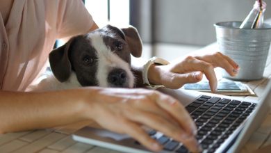 Rozlicz swój Pit przez internet! źródło: shutterstock