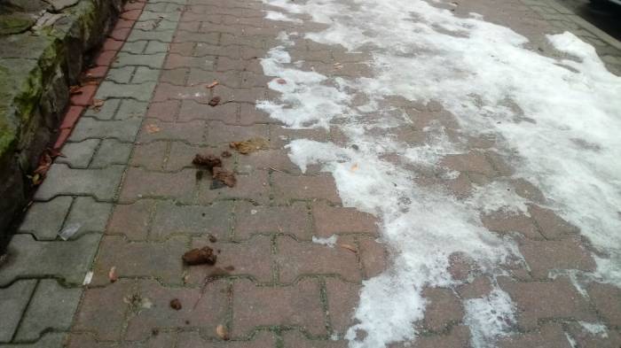 Śnieg stopniał, Mysłowice w odchodach [ZDJĘCIA]. Fot. Mysnet.pl