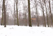 Będzie wycinka w Lasach Murckowskich? Nadleśnictwo Katowice odpowiada