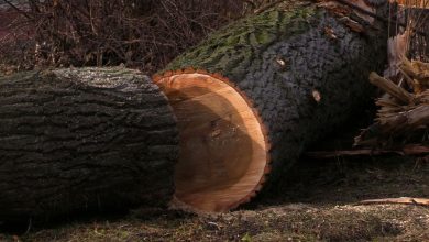 Drzewa w Parku Śląskim idą pod topór. Ten widok nie pasuje do spacerów po parku i niepokoi wiele osób. Jednak, jak tłumaczy specjalista, to normalna kolej rzeczy.