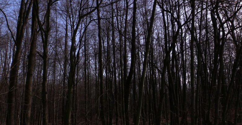 Od maja w całej Polsce nocowanie w lasach będzie legalne. To dobra wiadomość dla wszystkich fanów tego rodzaju aktywności na świeżym powietrzu