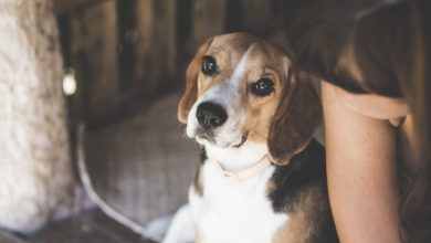 Charytatywna akcja „Kocham Rudą Faunę” ruszyła już po raz dziewiąty. W ten sposób I Liceum Ogólnokształcące im. A. Mickiewicza w Rudzie Śląskiej oraz pięć szkół podstawowych z dzielnicy Ruda postanowiło pomóc zwierzętom i w ramach walentynek i przekazać do schroniska rzeczy, których czworonogi najbardziej potrzebują (fot.pexels.com)